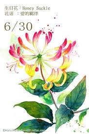 每日一花6 30 haru hello watercolor landscape paintings flower drawing watercolor plants