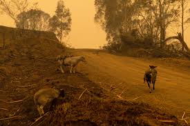 Yes Climate Change Did Influence Australia S Unprecedented Bushfires Scientific American