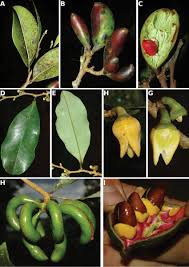 Image result for Tricalysia sp. E