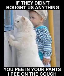 Have Fun With Wag Pets Funny Cute Cats Cat Quotes Funny Funny Cat Pictures