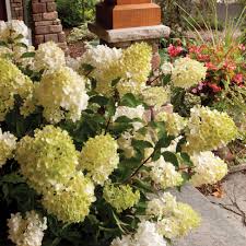 Image result for hydrangea paniculata vanille fraise