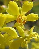 Image result for Ochna confusa