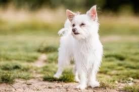 Image result for white yorkshire terrier