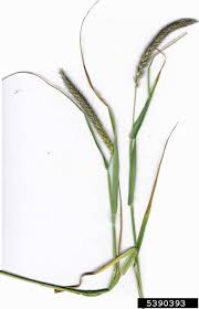 Image result for Cenchrus polystachios