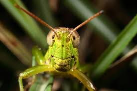 Grasshopper S Face Grasshopper Beautiful Bugs Cricket