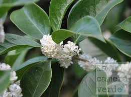 Caratterizzata da foglie lanceolate di un colore verde lucido, da giugno a settembre regala dei profumatissimi fiori bianchi. Albero Fiori Bianchi Profumati