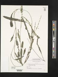 Image result for Potamogeton schweinfurthii