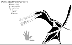 The only known species is cearadactylus atrox, described and named in 1985 by giuseppe leonardi and. Boreopteridae Wikipedia