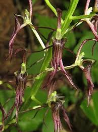 Image result for Liparis odontochilos