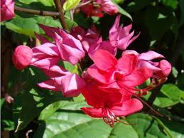 Image result for Clerodendrum splendens