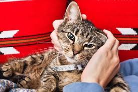 All other animals are not accepted on air transat flights. Service Cats Giving Emotional Support To Pet Parents Hill S Pet