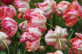 Check spelling or type a new query. Tulips Apricot Parrot Photograph By Jenny Rainbow