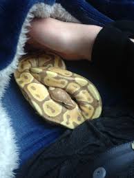Banana Ball Python Pet Snake Cute Snake Cute Reptiles