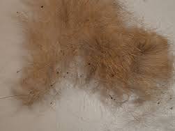 How to weigh your cat at home. Fleas My Cat Does Not Have Fleas The Cat Doctor