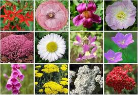 Editors of consumer guide jigsaw puzzles are al. Green Pieces Jigsaw Puzzles That Can Actually Grow Wild Flowers Green Diary A Comprehensive Guide To Sustainable Hacks Green Tips And Eco Suggestions