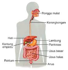 Defns 8lsto poocoroooo(clol uorl clct sopol oocs) ollpctl icoosl. Makalah Sistem Pencernaan Manusia