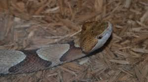 A number of other factors are also critical in determining the potential hazard of any given venomous snake to humans, including their distribution and behavior. How To Identify Venomous Snakes In Florida Florida Hikes