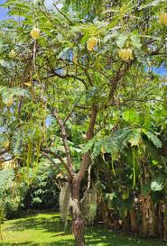 Image result for Moringa
