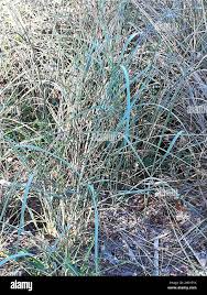 Image result for Cenchrus caudatus