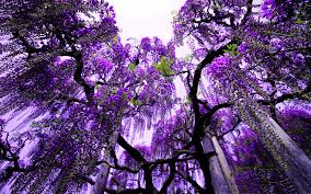 Narrow trees are a must if you have a tight space for gardening. Ashikaga Flower Park Japan Hd Wallpaper Background Image 1920x1200