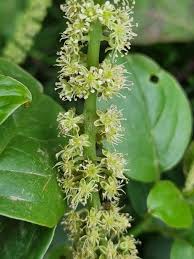 Image result for Phytolacca dodecandra
