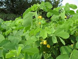 Image result for Senna obtusifolia