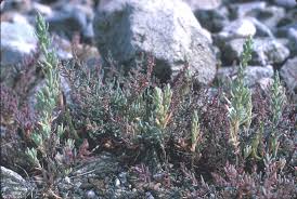 Image result for Suaeda sp. B