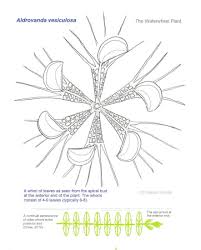 Image result for Aldrovanda