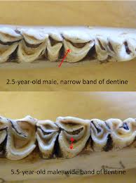Dentine Method Aging White Tailed Deer By Tooth