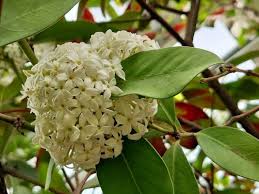 Image result for Acokanthera oblongifolia