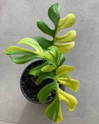 Maybe you would like to learn more about one of these? Viral Tanaman Hias Termahal Philodendron Harga Ratusan Juta Popmama Com
