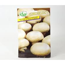 Funghi chiodini sott'olio come conservare i funghi chiodini famigliola buona armillaria sotto olio ricetta ingredienti dosi preparazione nomi alternativi dei chiodini. Vendita Semi Di Funghi Champignon Semi Particolari Mondo Piante