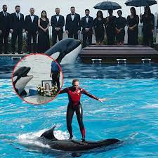 SAD NEWS: She had done this act hundreds of times before — but on that  fateful afternoon, as Tamarie Tollison dove into the pool with her beloved  killer whale, a strange sense