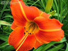 Tuscanwilla Tigress Day Lilies Types Of Lilies Asian Lilies