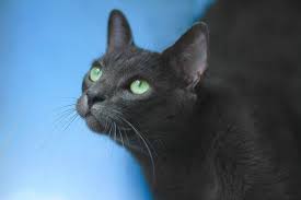 The fact that you have two other cats makes me think the kitten has problems feeling at home in your house. Cat Poops On Floor When Angry And How To Fix It Born For Pets