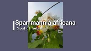 Image result for Sparrmannia africana