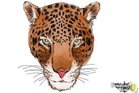 15 drawing cheetahs easy professional designs for business and education. How To Draw A Cheetah Face Drawingnow