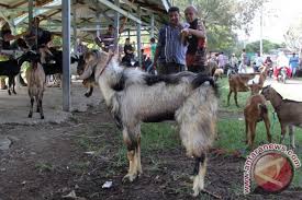Gambar kosong untuk diwarnai ini dapat juga digunakan untuk pelajaran menggambar di sekolah untuk anak tk anak paud dan anak sd menggunakan krayon. Peternak Aceh Utara Budi Daya Kambing Lokal Antara News Aceh