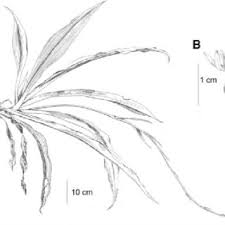 Image result for Chlorophytum gallabatense