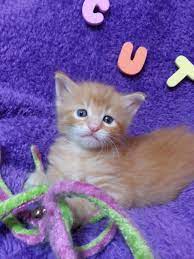 Pin De Kathleen Chaplin En From The House Where Cats Laugh Cosas Bonitas