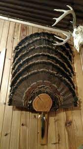 Knife, 3x3 sheet of plywood, thumbtacks, weights and borax. Looking For A Way To Display A Larger Number Of Turkey Fans Use This Stacking Method To Save Space And R Deer Hunting Decor Turkey Hunting Decor Turkey Fan