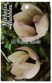On tuesday, new zealand prime minister jacinda ardern revealed the keenly anticipated date for in the past 24 hours, air new zealand provided a major clue to the april 19 date when it upscaled its. Michelia Bubbles Nz Colour Labels Colour Picture Plant Labels For The Horticultural Industry