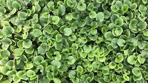 Image result for Gunnera