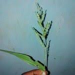 Image result for Urochloa reptans