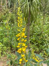 Image result for Crotalaria anthyllopsis