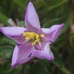 Image result for Heterotis decumbens