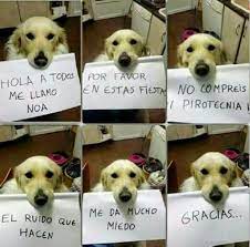 Aaaaaaa Que Hermosura Aaa Tan Hermosa Perros Perros Frases Perros Tristes