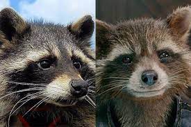 Fans were left feeling shocked after recently being reminded of miley cyrus' cameo in 2017's guardians of the galaxy vol. Oreo The Raccoon Inspiration For Guardians Of The Galaxy Character Rocket Dies