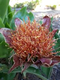 Image result for Scadoxus membranaceus