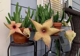 How to grow the starfish cactus. 39 Best Flowering Cactus Plants Balcony Garden Web